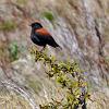 Austral Negrito, Torres del Paine - Patagonia